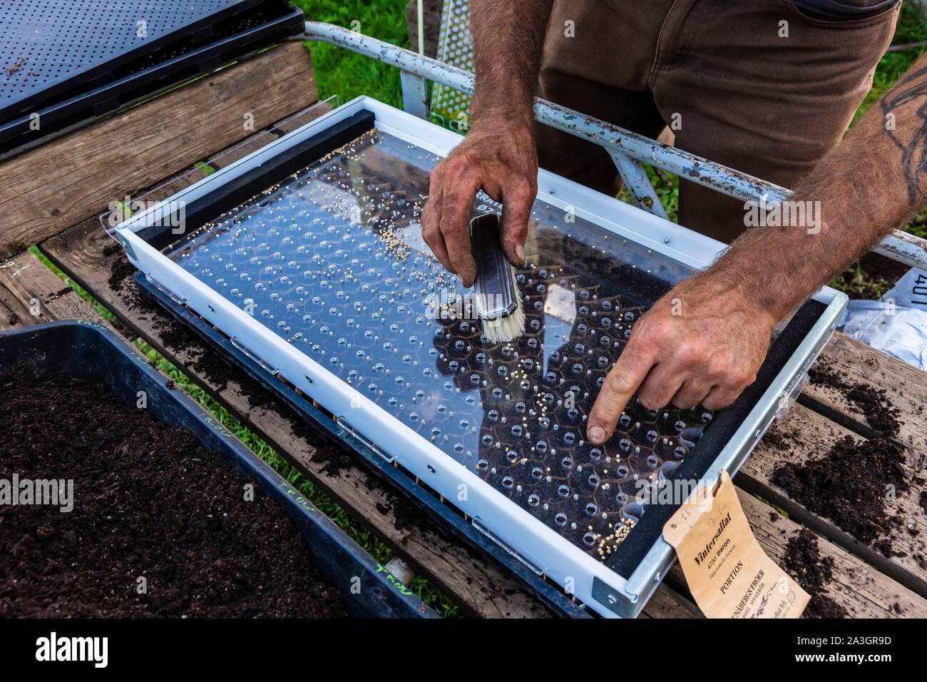 Sweden, County of Vastra Gotaland, Hokerum, Ulricehamn hamlet, Rochat family report, seedling Stock Photo