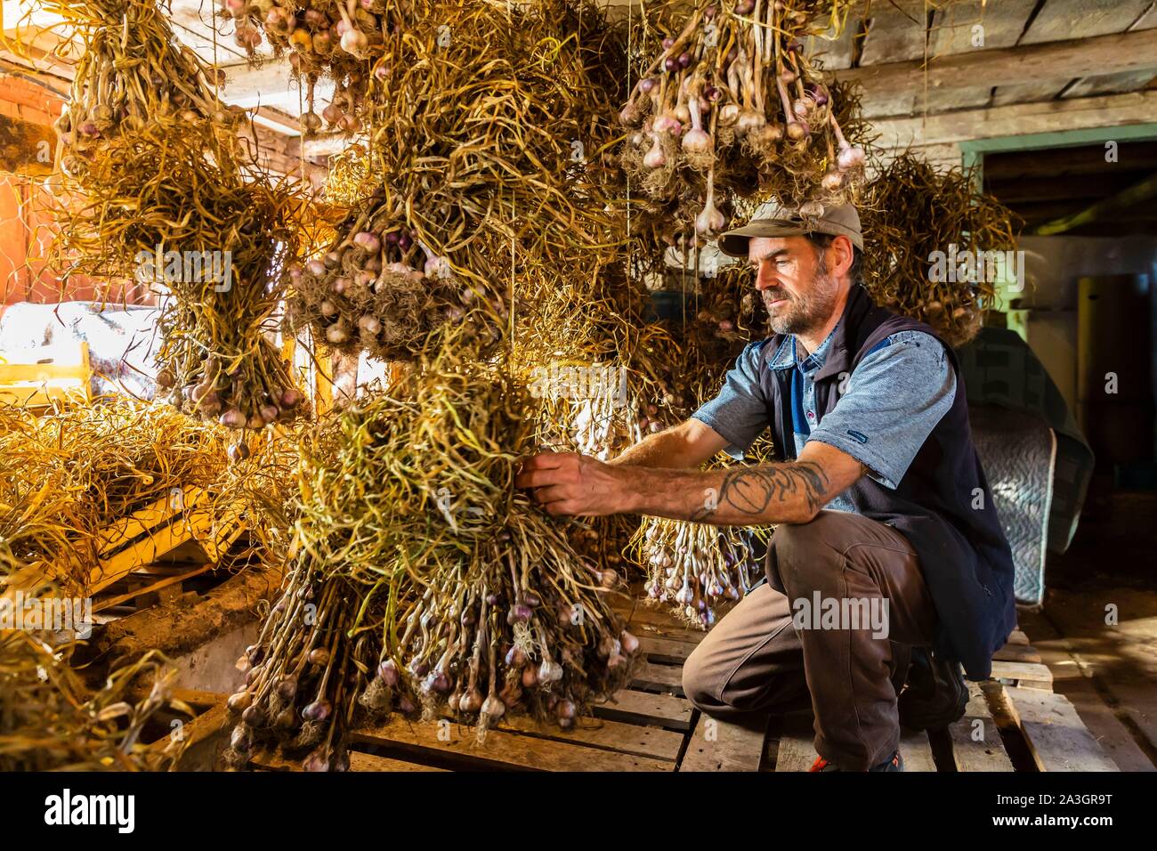 Sweden, County of Vastra Gotaland, Hokerum, Ulricehamn hamlet, Rochat family report having left everything in Lyon for organic swidding in Sweden, Pierre and the scanty garlic harvest this year Stock Photo