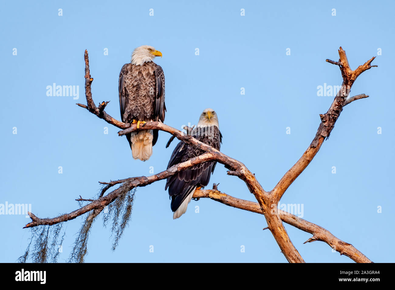 American bald eagle mates perched together on a tree branch Stock Photo ...