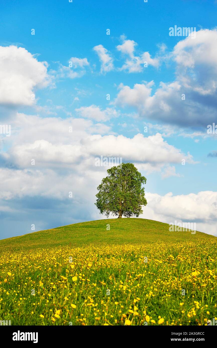 Flowering tree in a grass field hi-res stock photography and images - Alamy, image size:866x1390