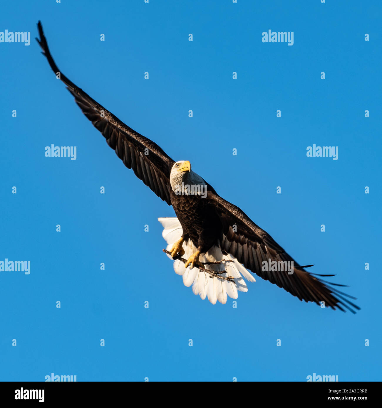 American bald eagle soaring through the blue sky Stock Photo