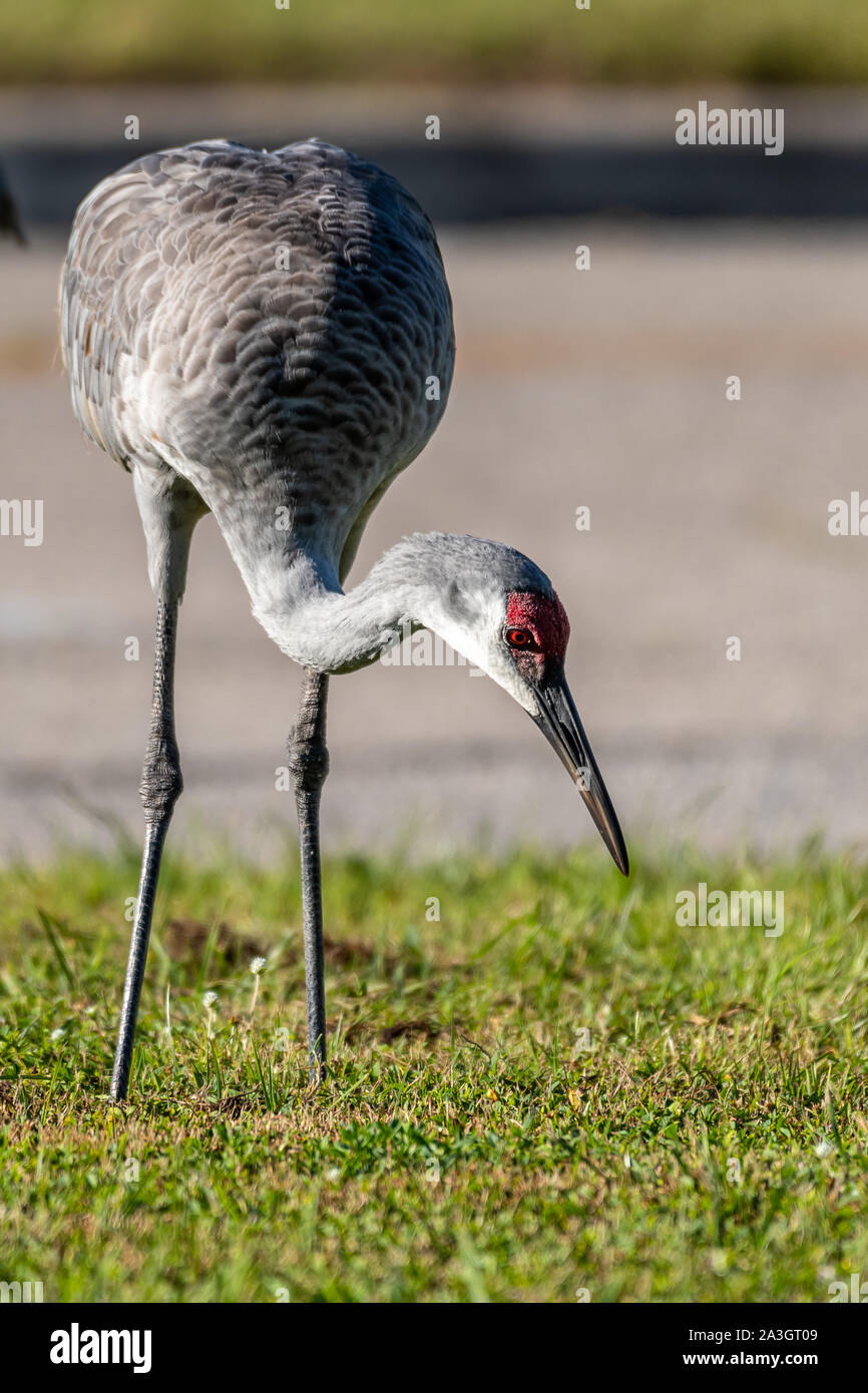 Sandhill crane searches for food in a nearby lawn Stock Photo