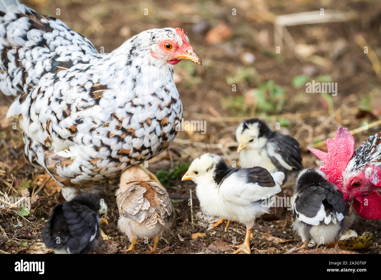 Mother hen and her fledglings - Stoapiperl / Steinhendl, an endangered chicken breed from Austria Stock Photo