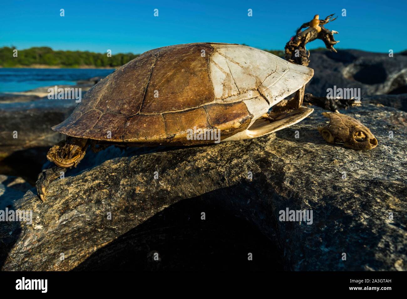 Colombia, Llanos, Vichada, Tambora, Tuparro National Park, turtle skeleton Stock Photo