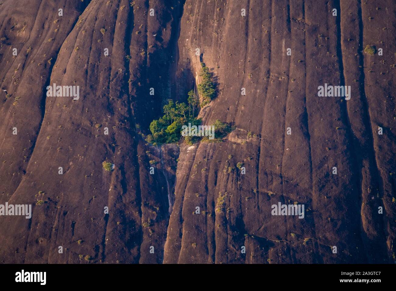 Colombia, Guainia, Inirida, Cerros de Mavicure, grove on the Cerro Pajarito Stock Photo