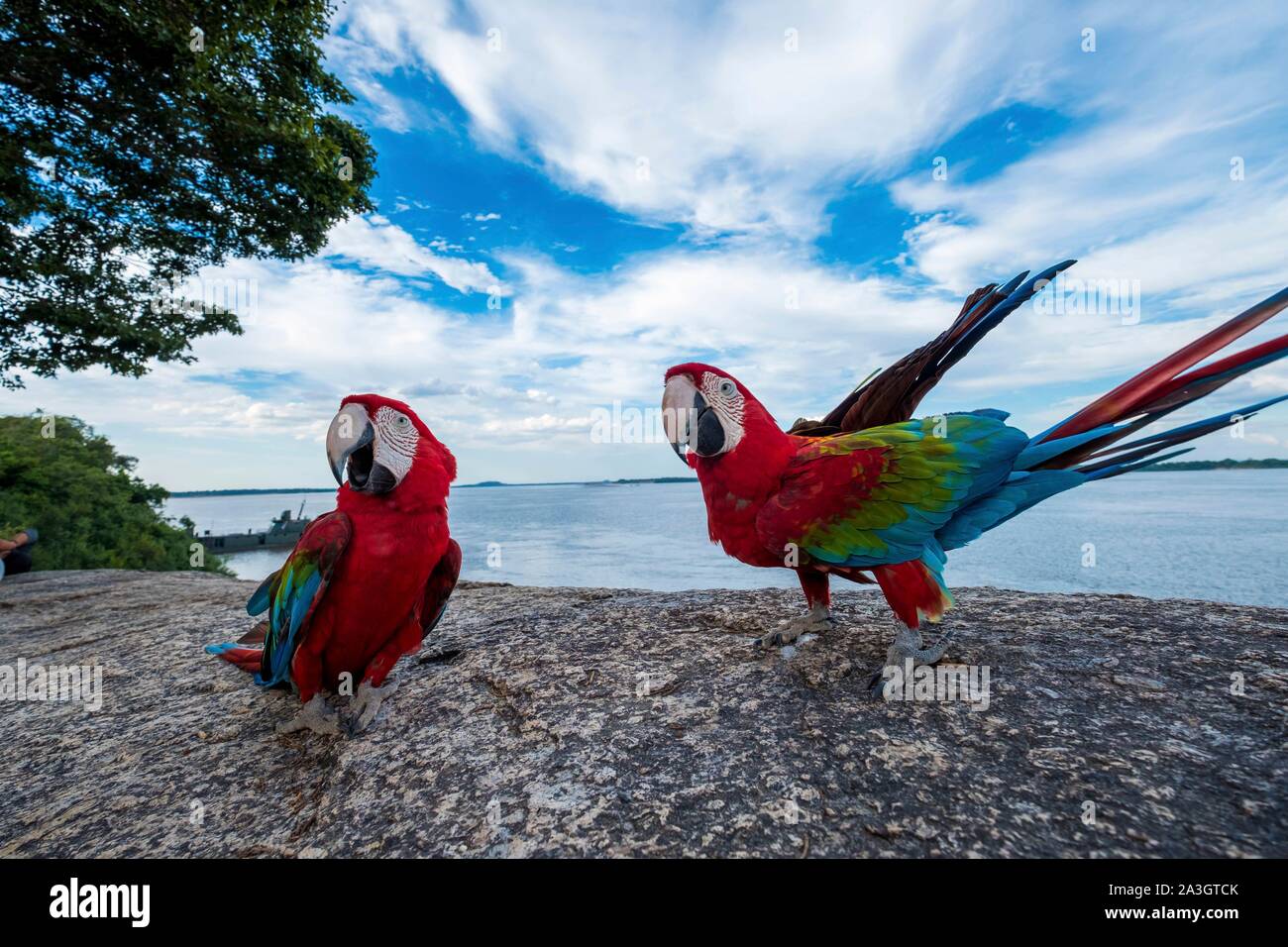 Colombia, Vichada, Puerto Carreno, Ventana Reserve on the Orenoco river, red parrots , Ara macao Stock Photo