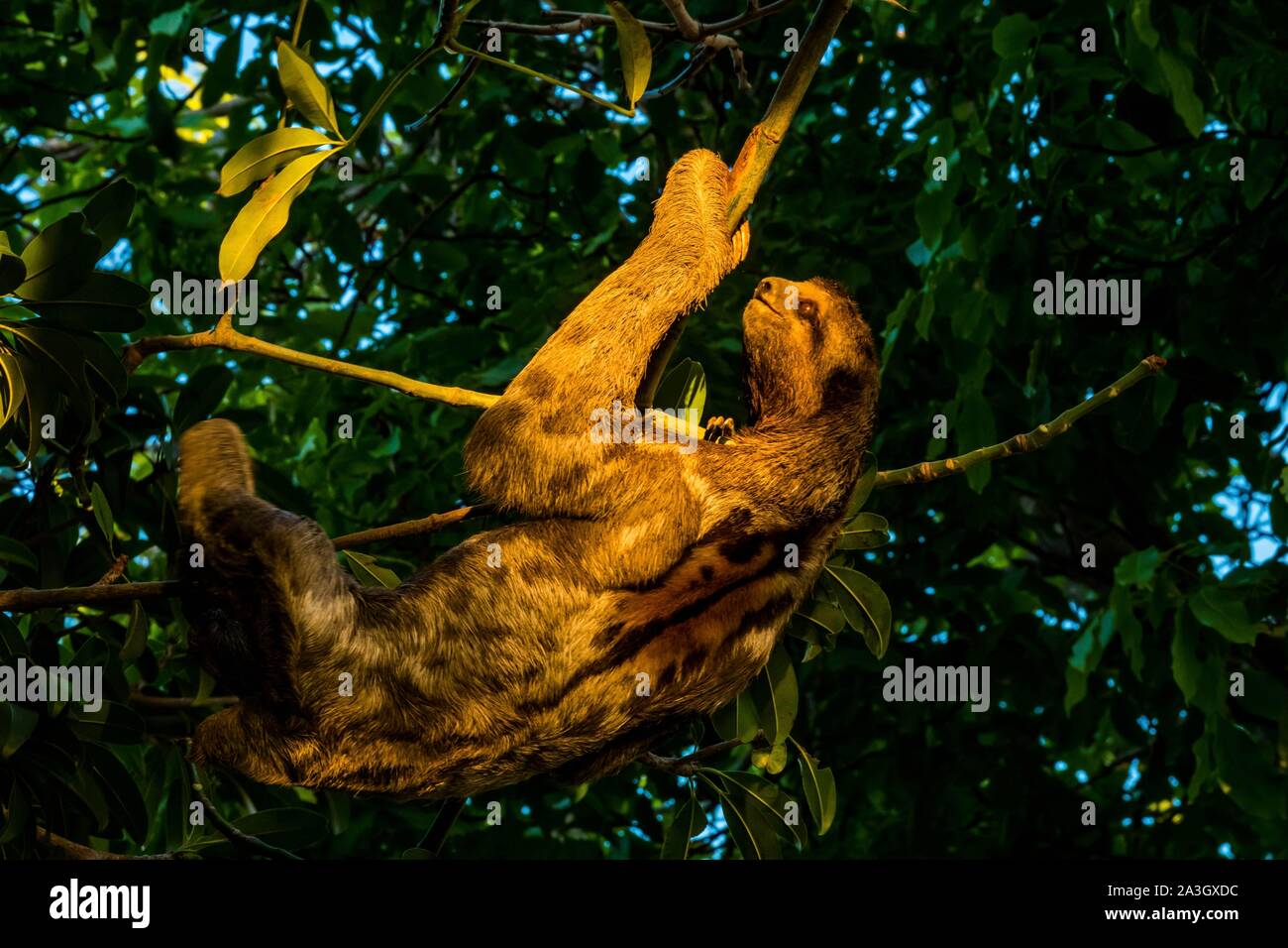Colombia, Bolivar Department, Cartagena of the Indies, colonial center registered World Heritage bu UNESCO, three-toed sloth or Bradypus variegatus in the Parque Centenario Stock Photo