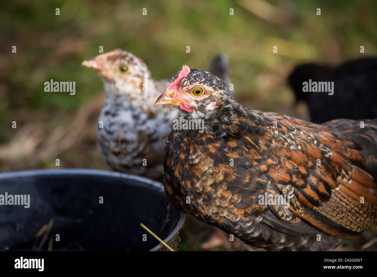 Two young chicken drinking water - Stoapiperl / Steinhendl, an endangered chicken breed from Austria Stock Photo