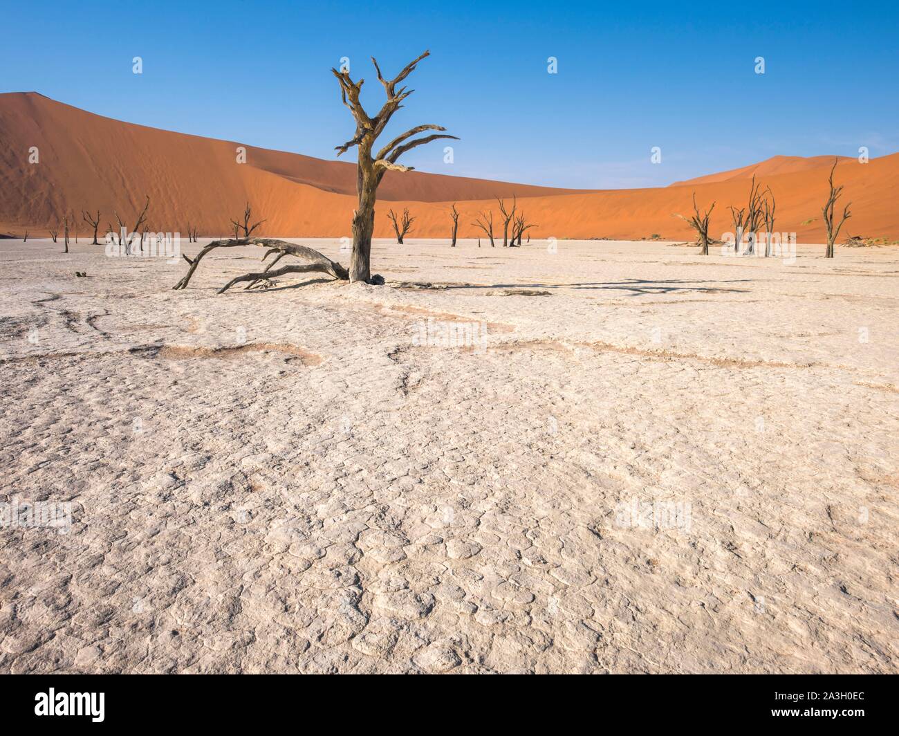 Namibia, Hardap province, Namib-Naukluft National Park, Deadvlei Stock Photo