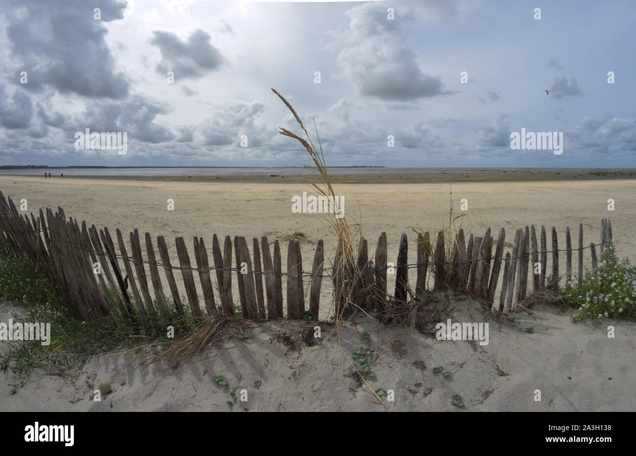 Ganivelles recouvertes par les dunes de sables sur la route blanche entre le Hourdel et Cayeux sur mer. Stock Photo