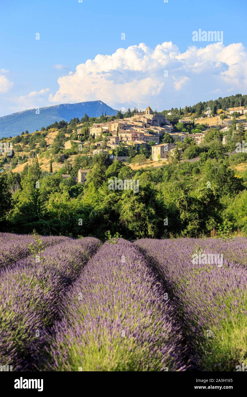 France, Vaucluse, Aurel, lavender field in bloom at the foot of the village Stock Photo