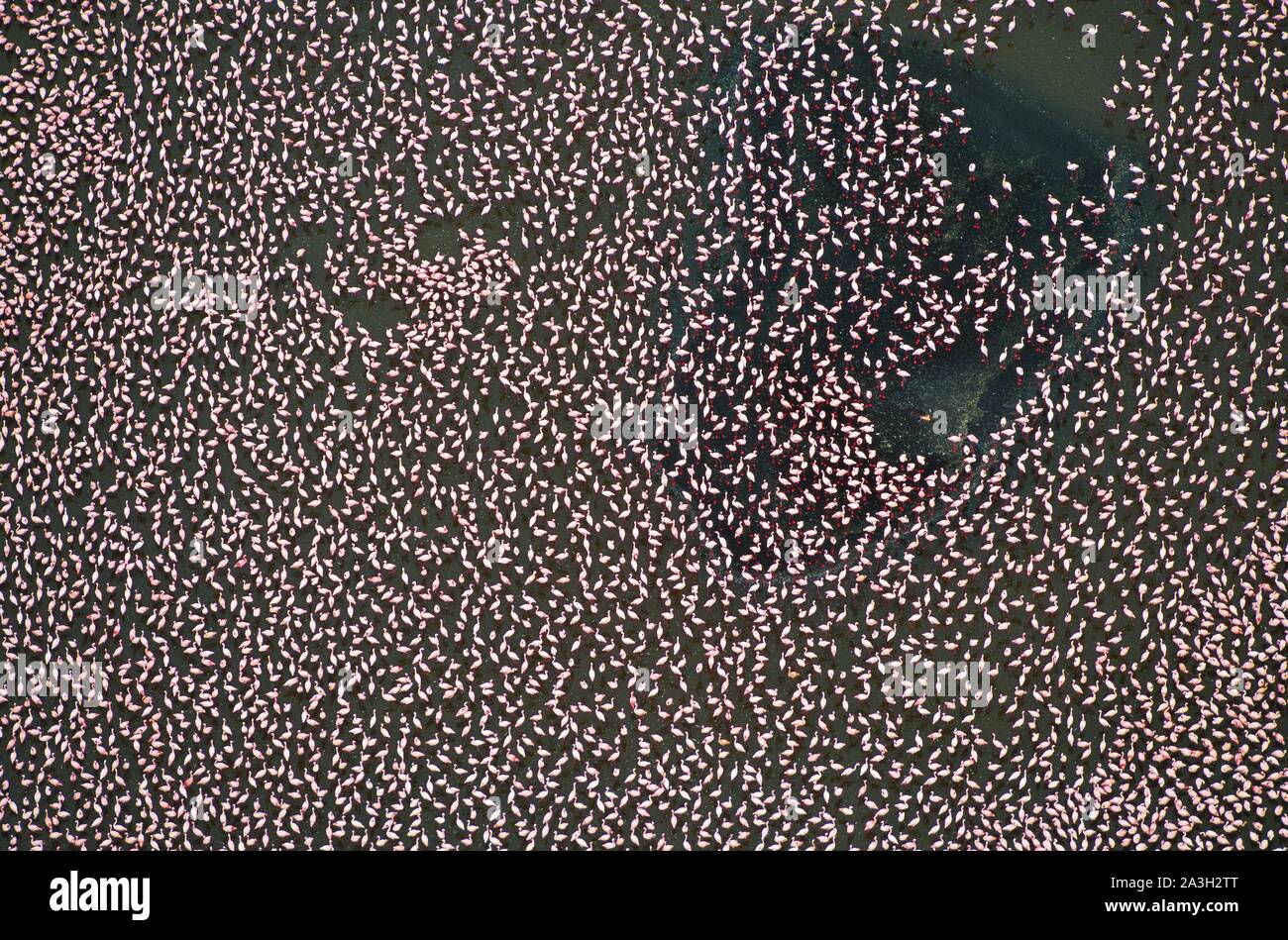 Kenya, Rift Valley, Lake Nakuru seen from the sky is an alkaline lake