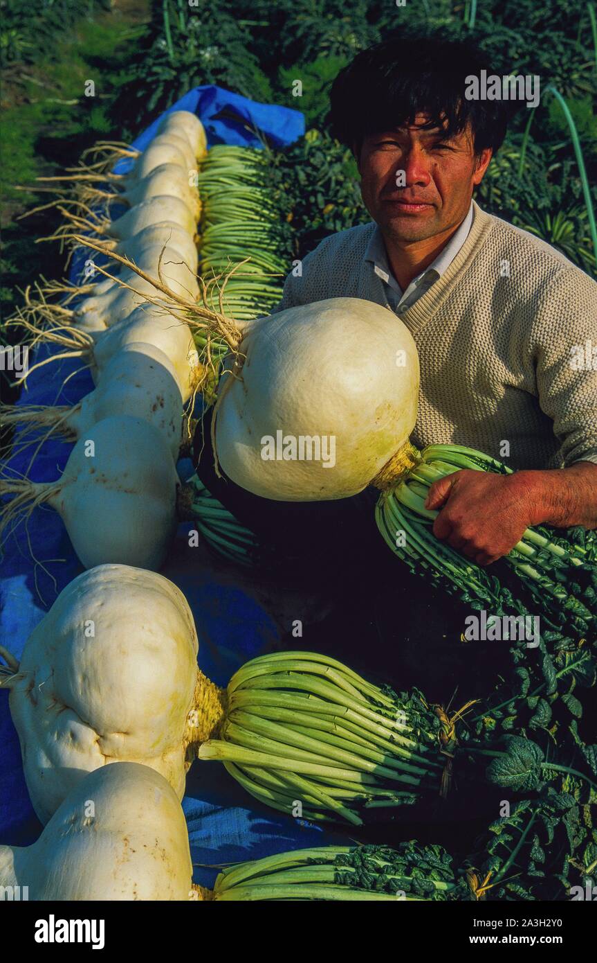 Giant radish hires stock photography and images Alamy