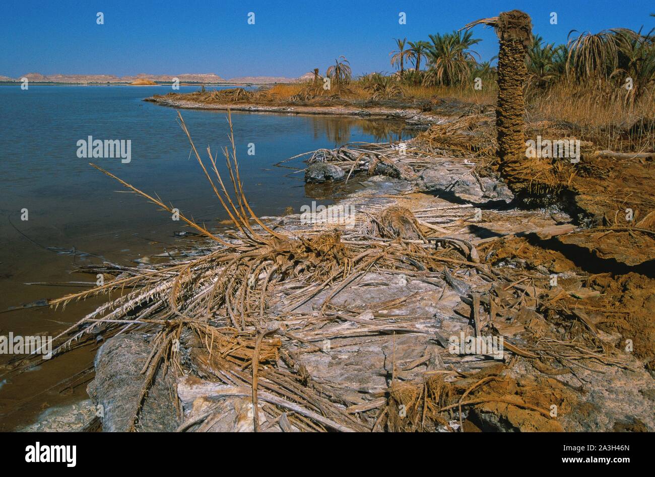 Egypt, Northwest, Siwa Oasis, Salt Rides in Siwa Lagoons Stock Photo