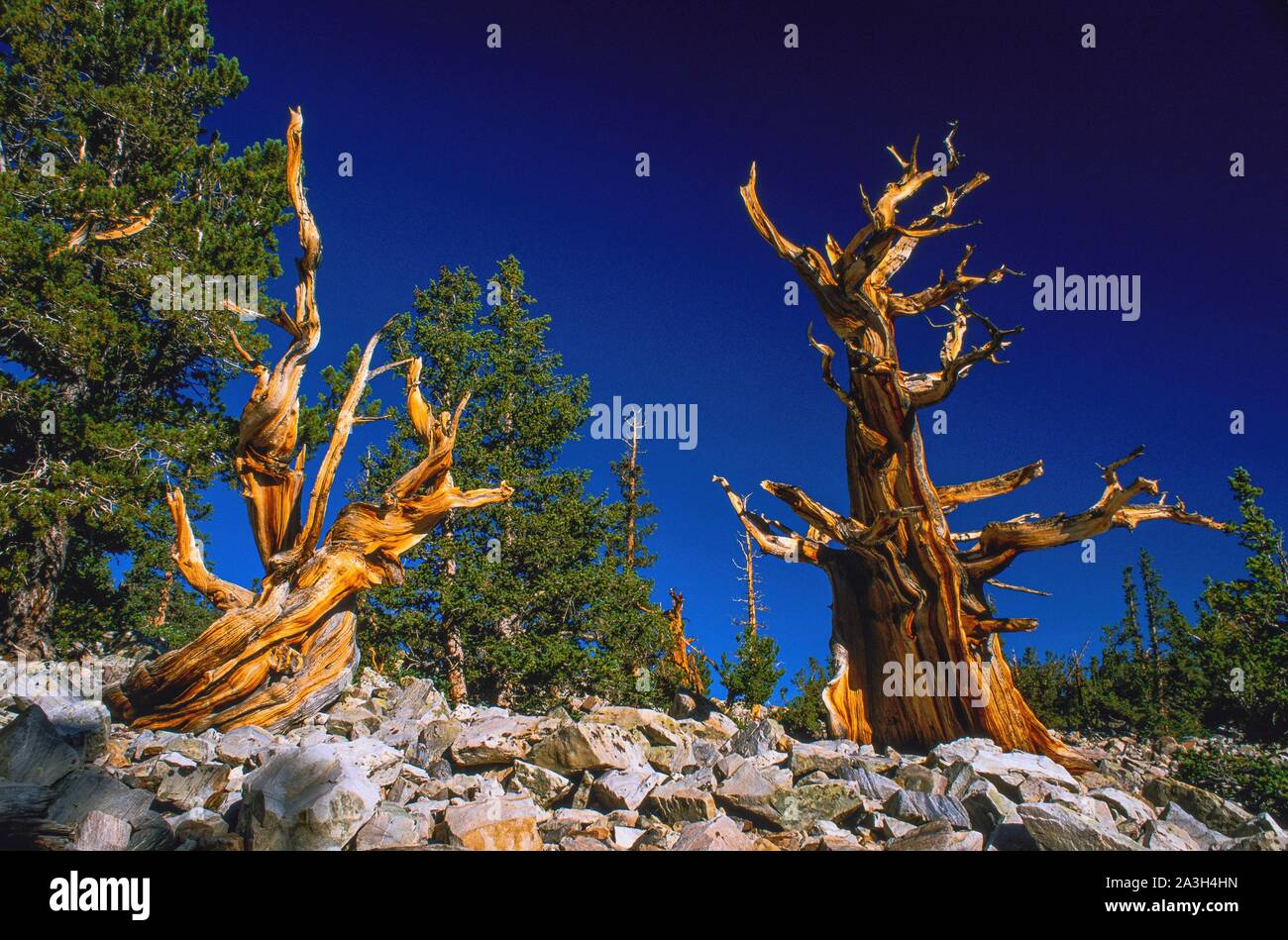 United States, Nevada, Great Basin National Park, the Bristlecone Pine, oldest tree on Earth