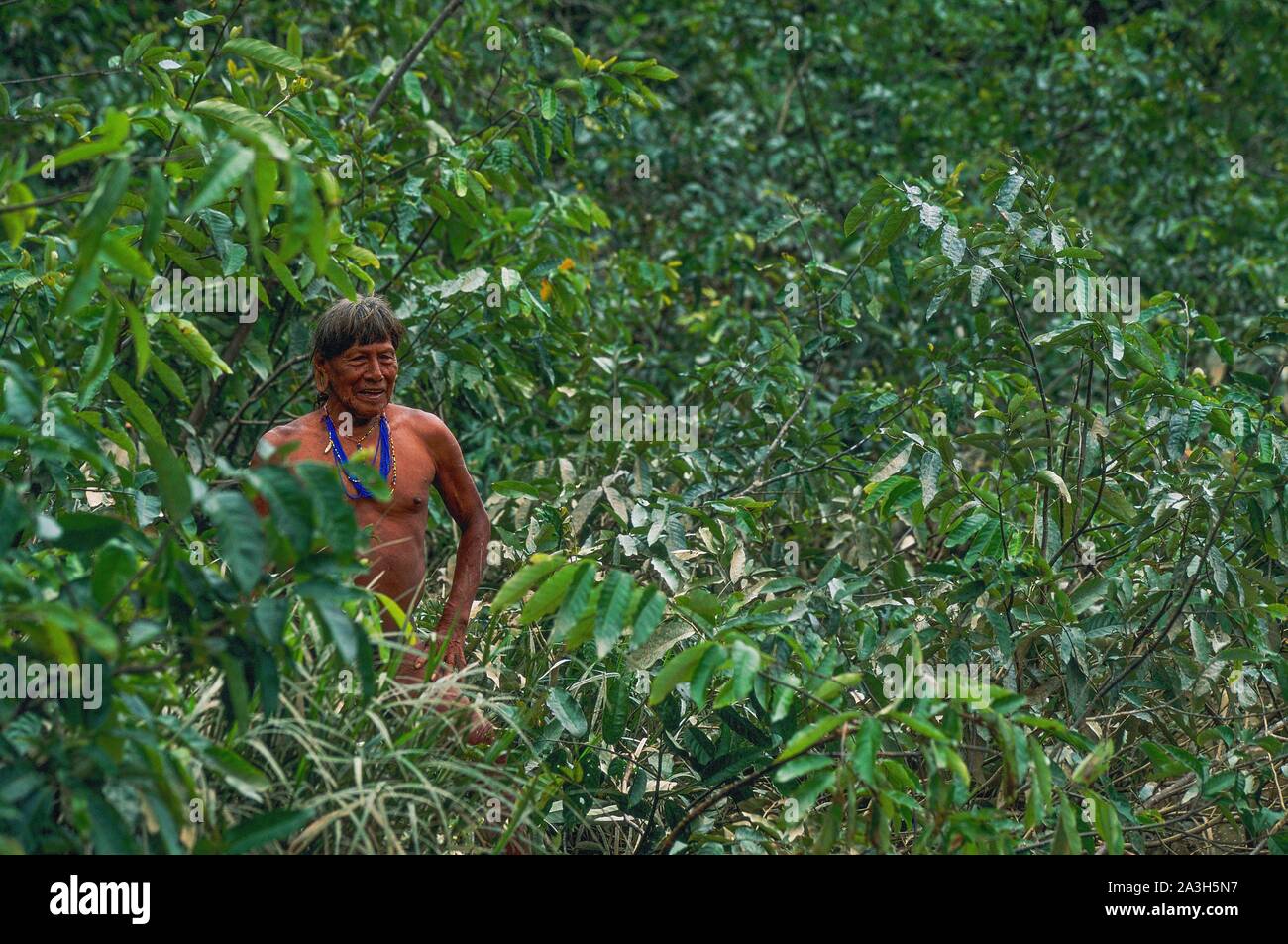 Ecuador, Orellana, Rio Cononaco, Destruction of their habitat by foresters and oil companies, the Huaorani are one of the last two tribes of hunter-gatherers who live in the heart of the rainforest of Ecuador Stock Photo