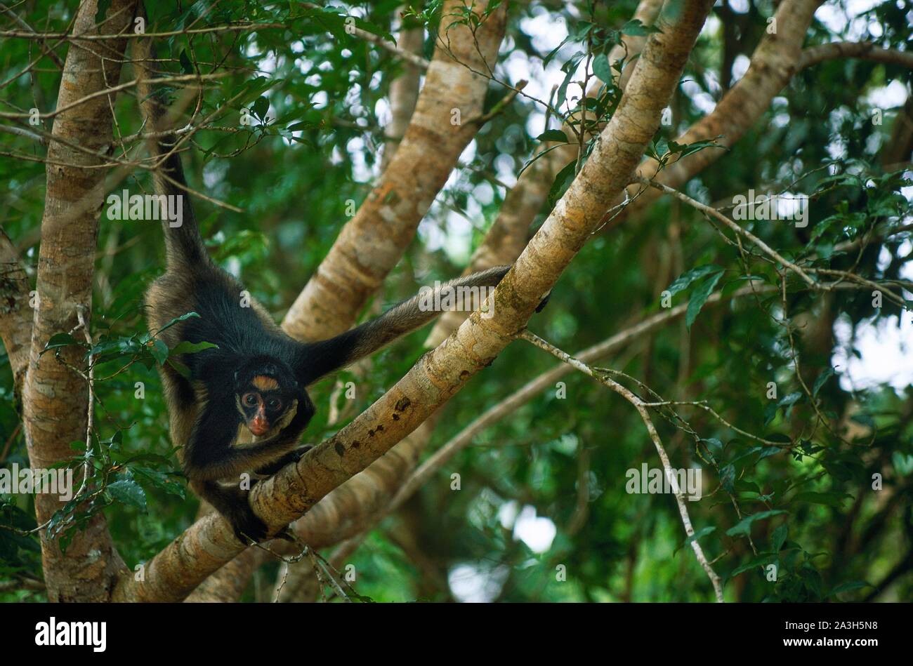 Ecuador, Orellana, Rio Cononaco, the brown-headed spider monkey is essentially arboreal Stock Photo