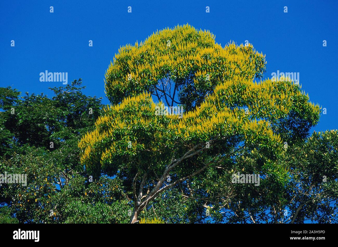 Ecuador, Orellana, Rio Cononaco, the tree called guayacan, towards the end of the dry season, loses all its leaves and makes burst its flora of oro Stock Photo