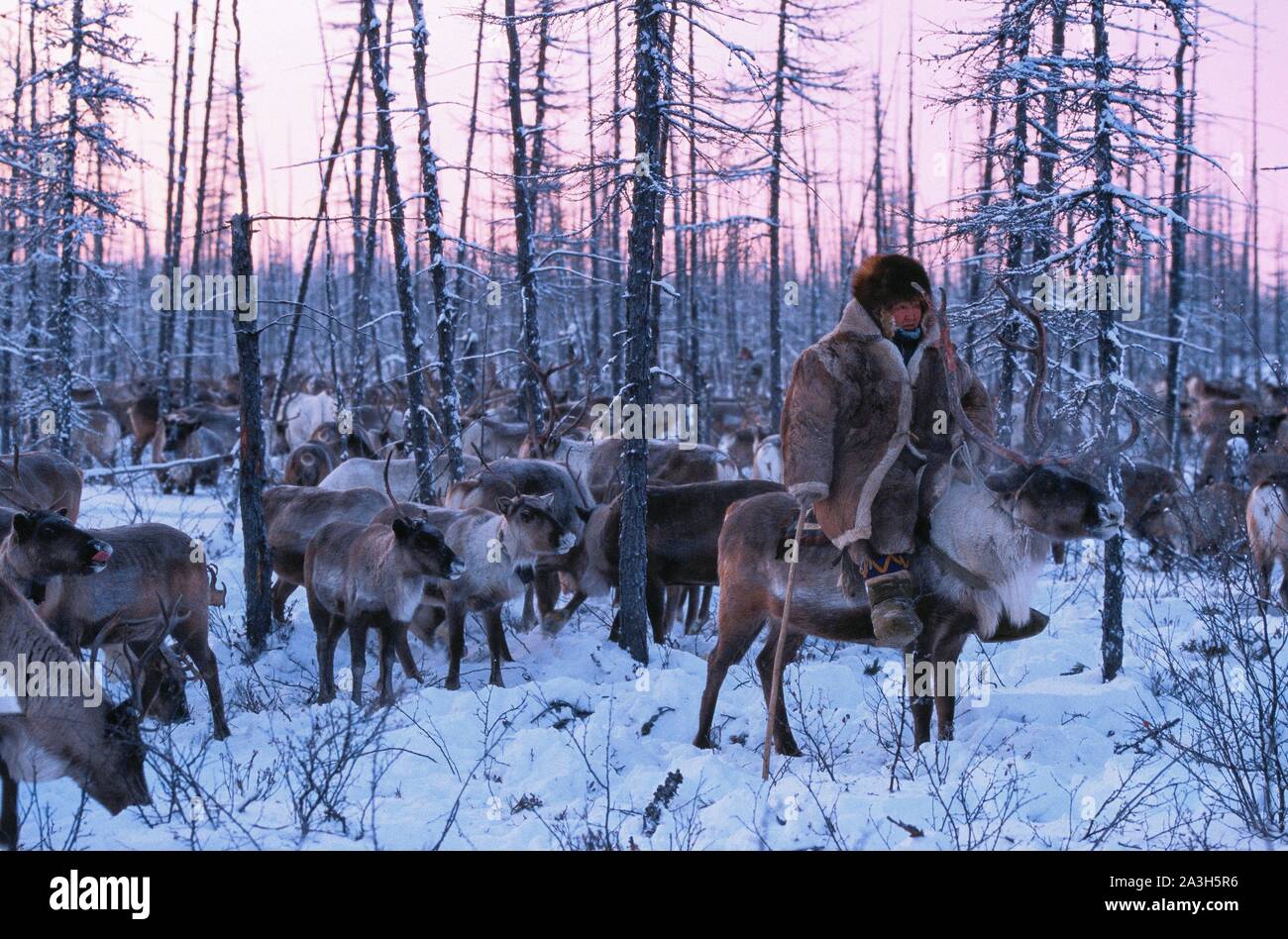 Russia, Sakha, Reindeer herd surveillance, the Evenks are nomadic reindeer herders of the taiga in Siberia Stock Photo