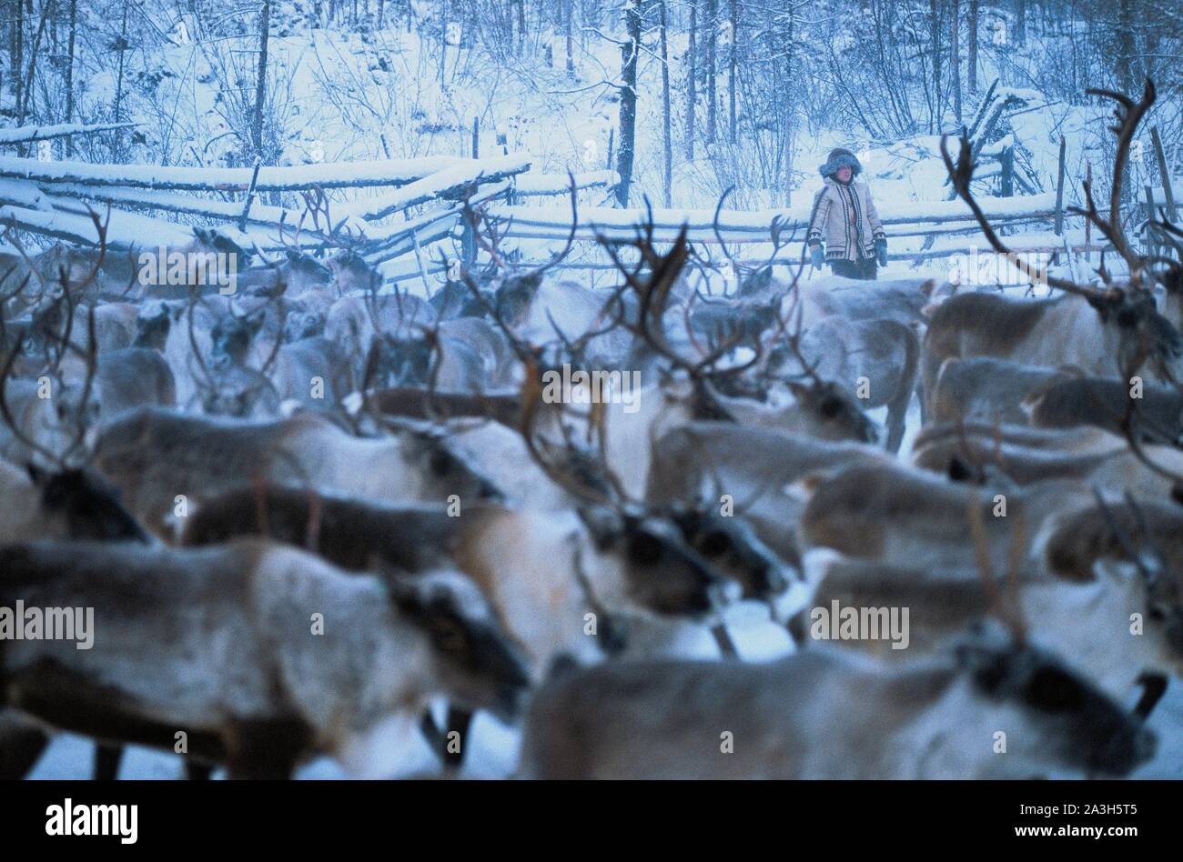 Russia, Sakha, Capture reindeer for tagging, Evenks are nomadic reindeer herders of taiga in Siberia Stock Photo