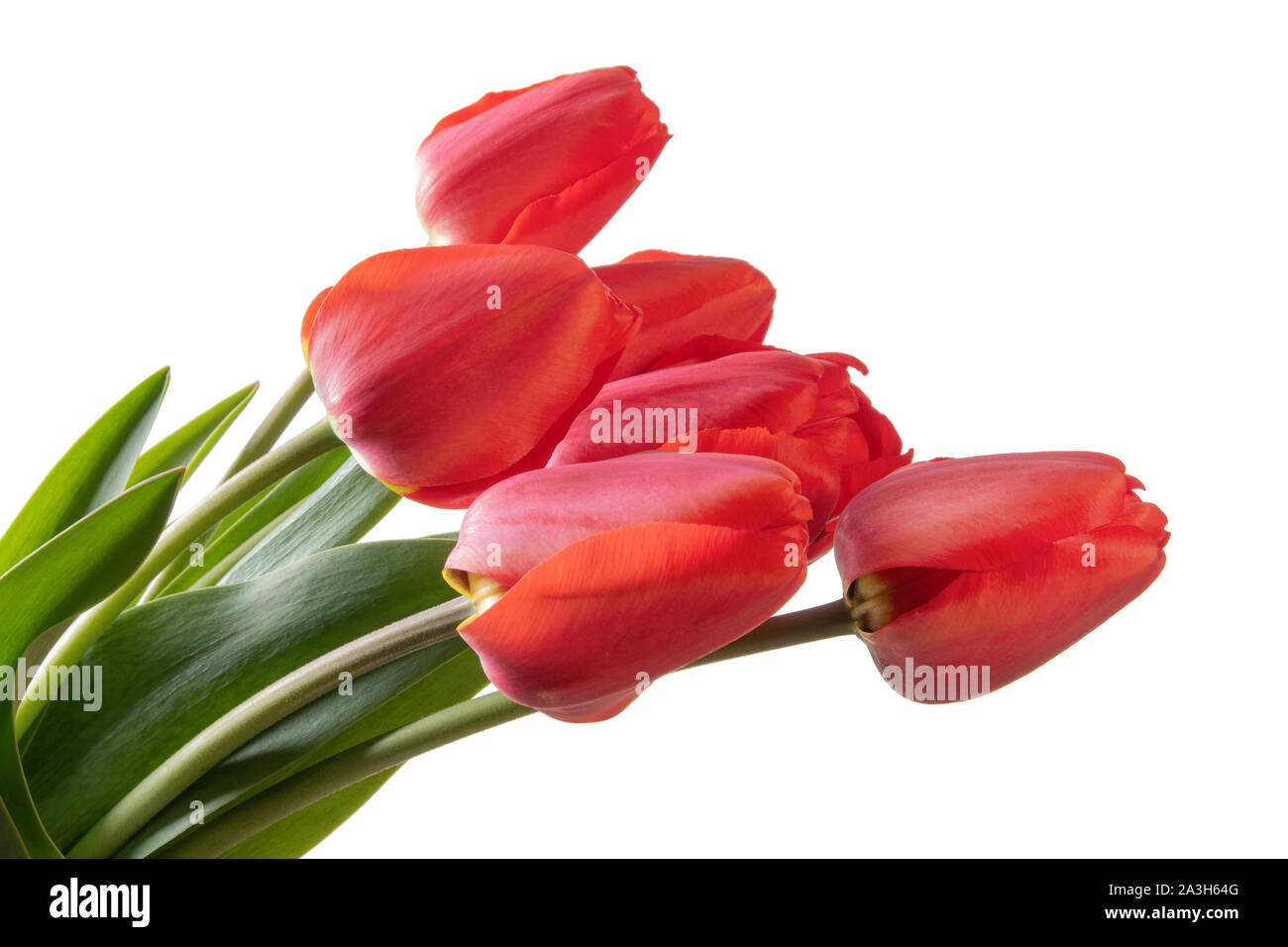 Tulips bouquet isolated on a white background Stock Photo - Alamy