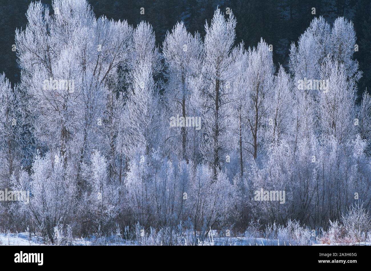 United States, Wyoming, Idaho, Montana, Yellowstone National Park, In winter Yellowstone National Park is made difficult to access by cold and snow very important Stock Photo