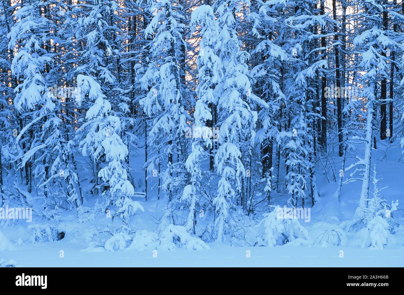 Russia Sakha Region Siberia Taiga Stretching To Eurasia 6000 Km East To West From Eastern Siberia To Scandinavia Stock Photo Alamy