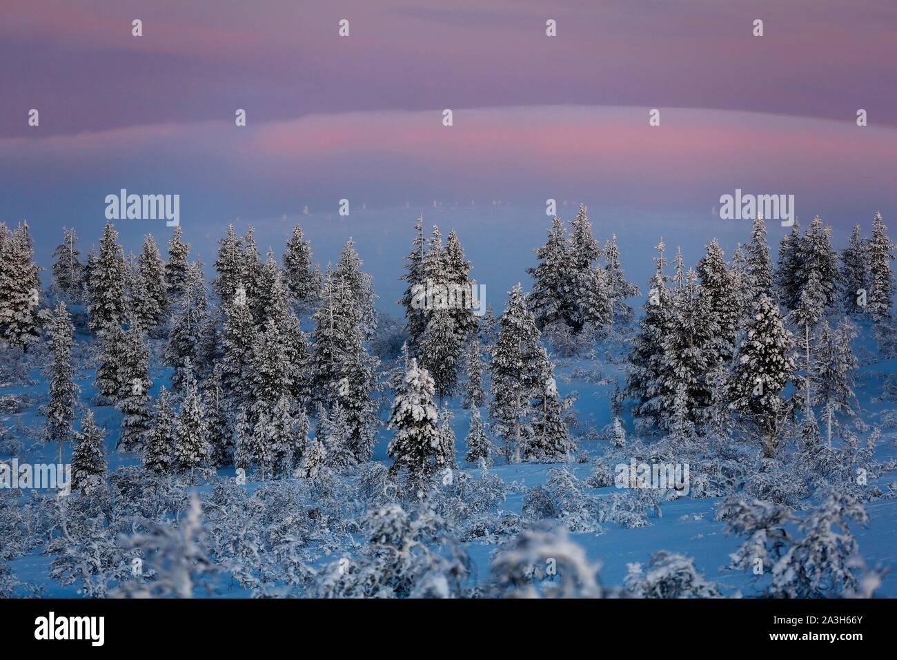 Finland, Lapland, Inari, the Boreal Forest covers more than 70% of the Finnish territory Stock Photo