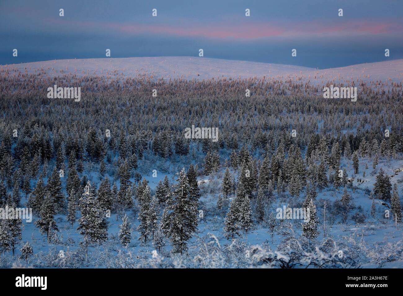 Finland, Lapland, Inari, the Boreal Forest covers more than 70% of the Finnish territory Stock Photo