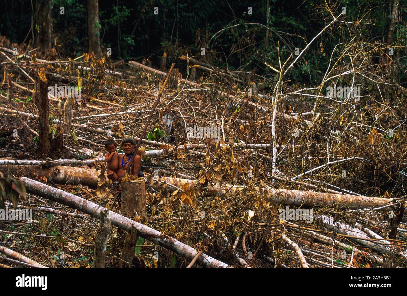 Ecuador, Orellana, Rio Cononaco, Destruction of their habitat by foresters and oil companies, the Huaorani are one of the last two tribes of hunter-gatherers who live in the heart of the rainforest of Ecuador Stock Photo