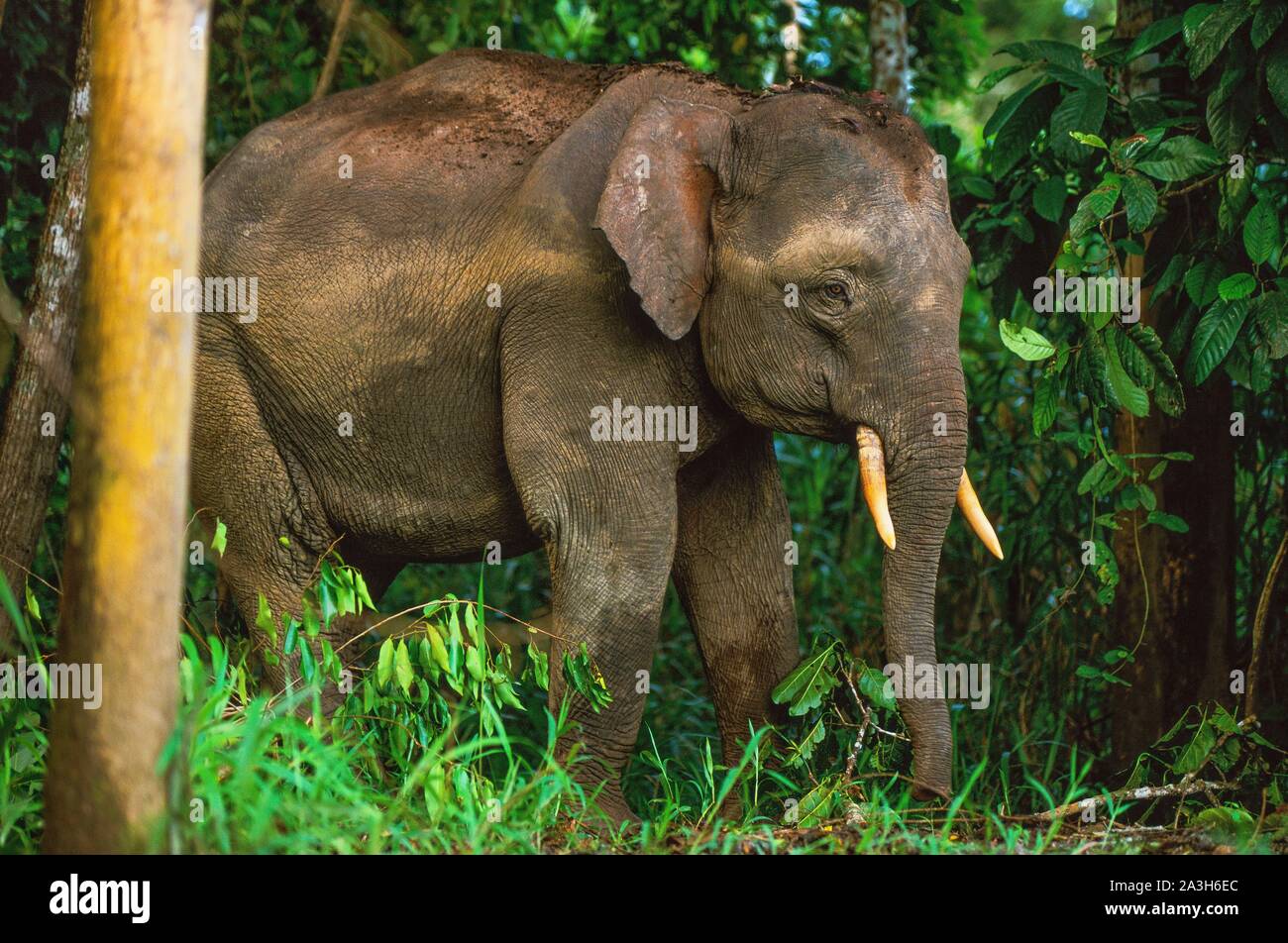 Malaysia, Borneo, Kinabatangan River, Pygmy Elephants of Borneo Stock