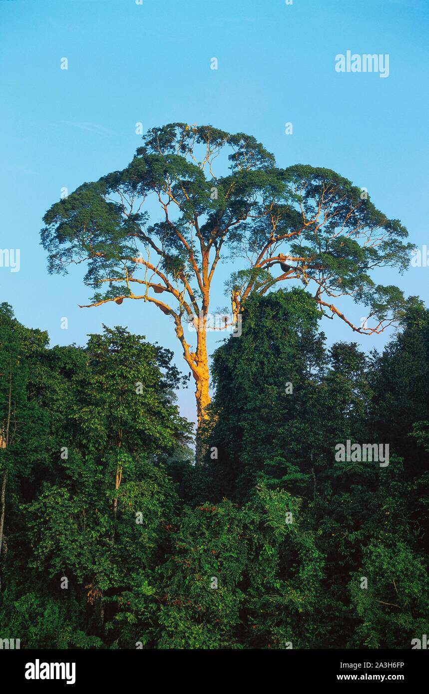 Malaysia, Borneo, Kinabatangan River, One of the largest tree species