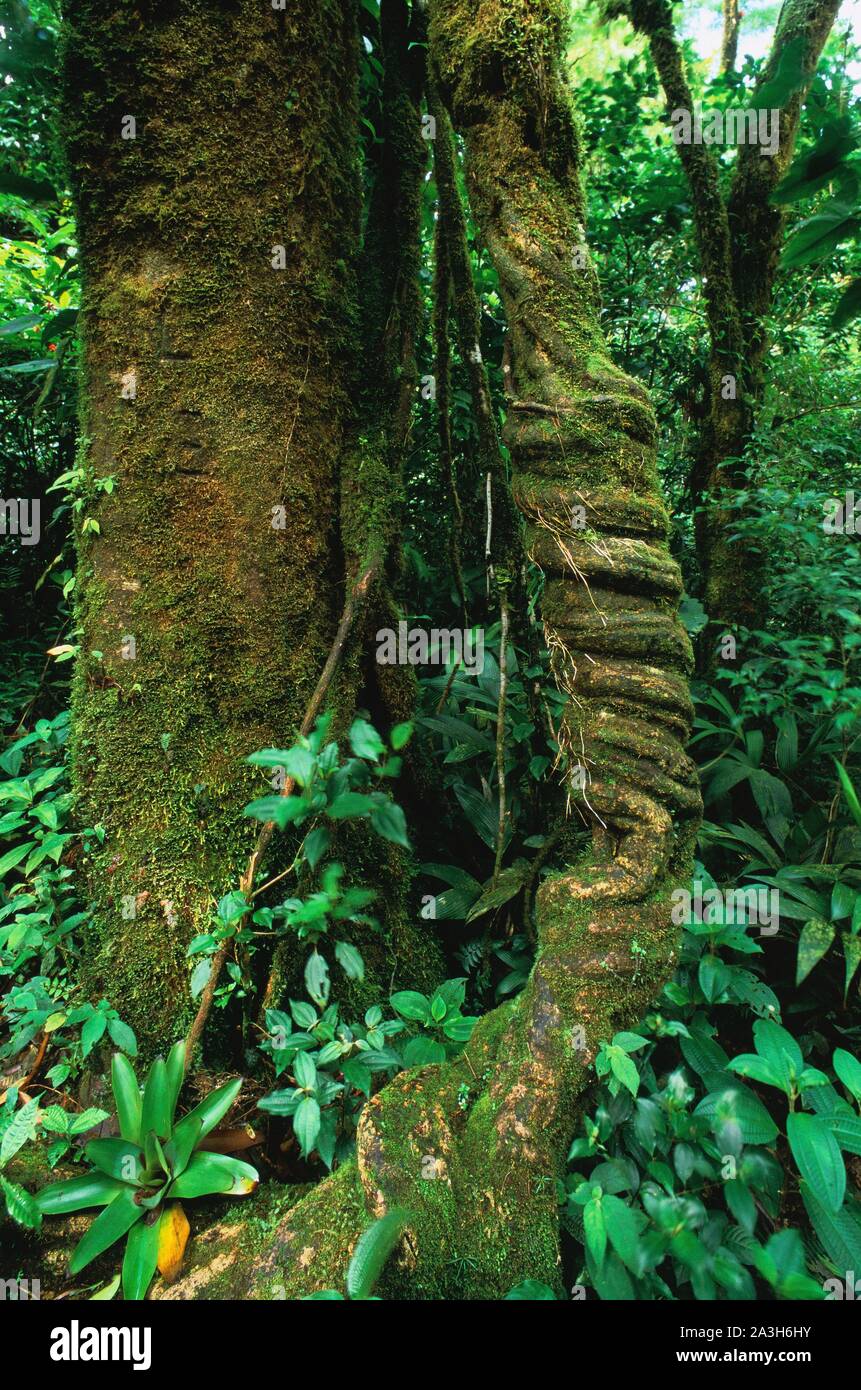 Cloud forest monteverde liana hi-res stock photography and images - Alamy