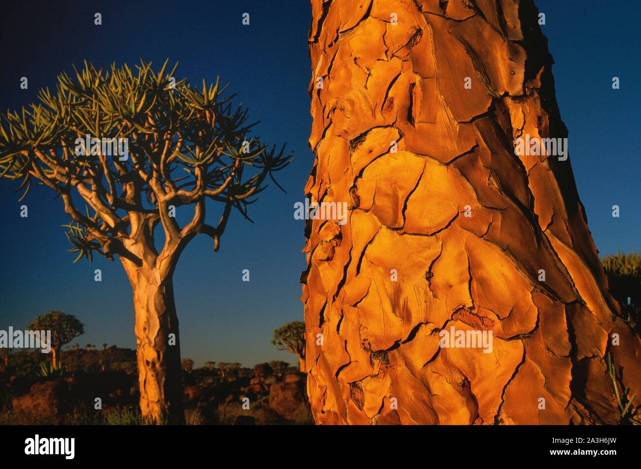 South Africa, Namaqualand, Quiver tree forest, the quiver tree ...