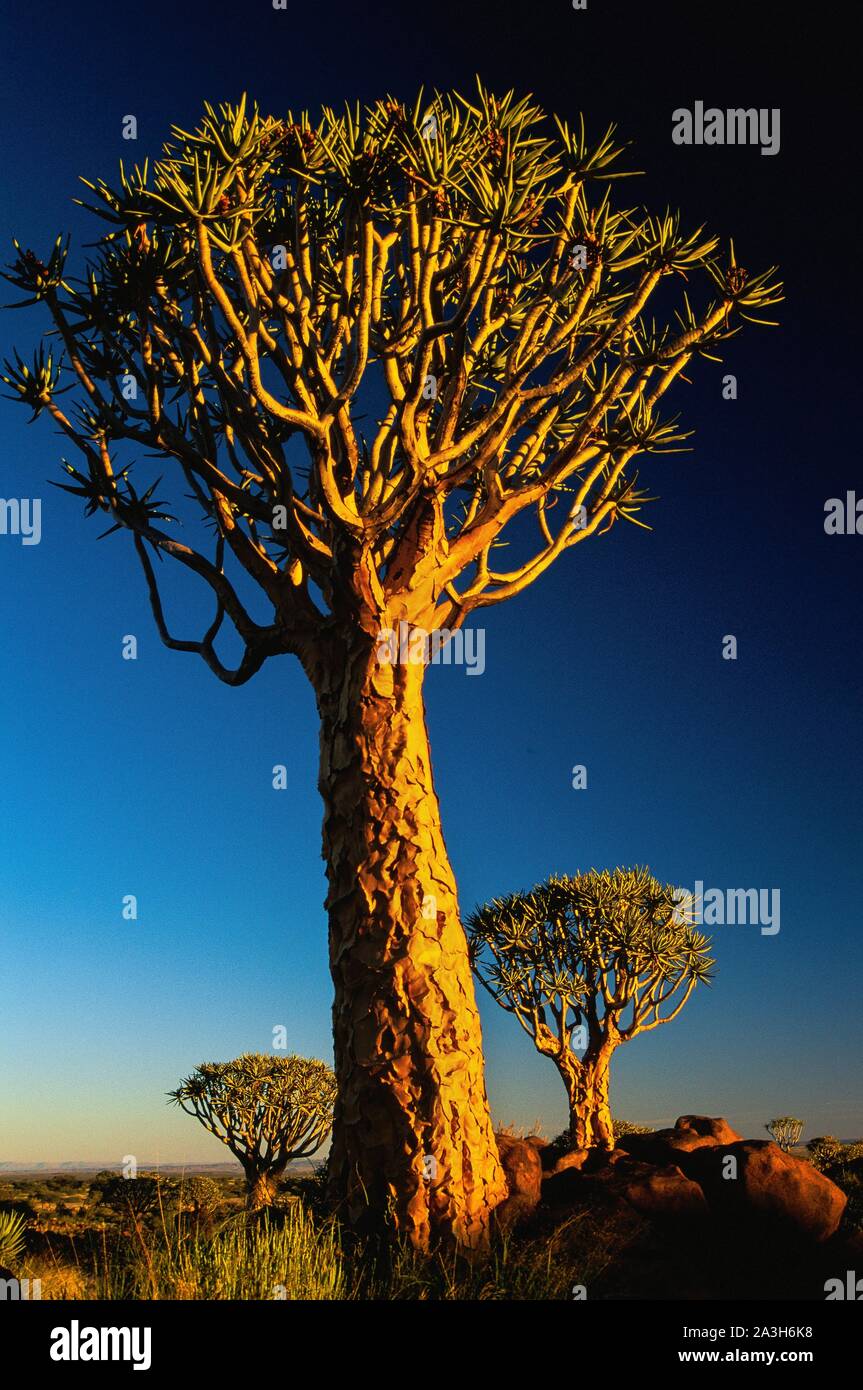 South Africa, Namaqualand, Quiver tree forest, the quiver tree ...