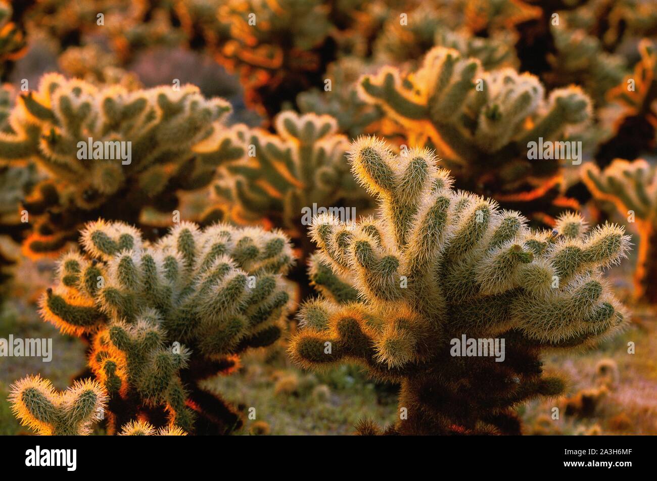 United States, California, Joshua Tree National Park, United States, California, Joshua Tree National Park, Joshua trees withstand the extreme temperatures that prevail in the park, can live almost 200 years Stock Photo