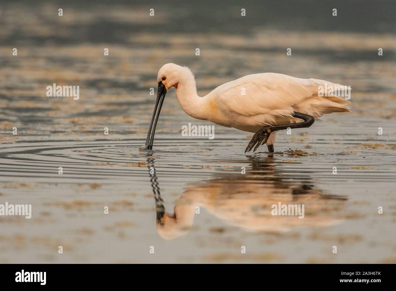 France, Somme, Somme Bay, Le Crotoy, Crotoy Marsh, gathering of Spoonbills (Platalea leucorodia Eurasian Spoonbill) who come to fish in a group in the pond Stock Photo