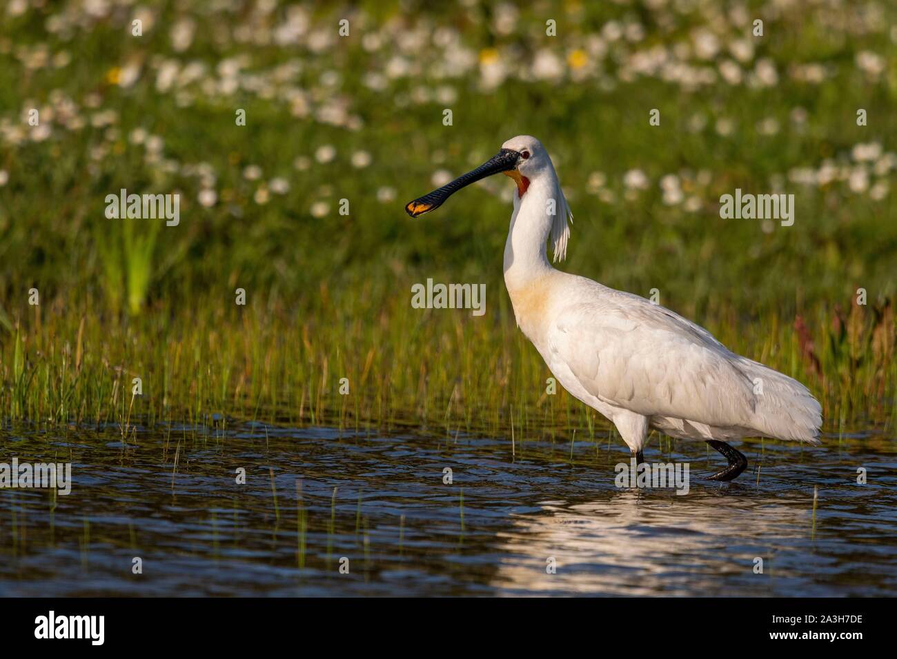 France, Somme, Somme Bay, Natural Reserve of the Somme Bay ...