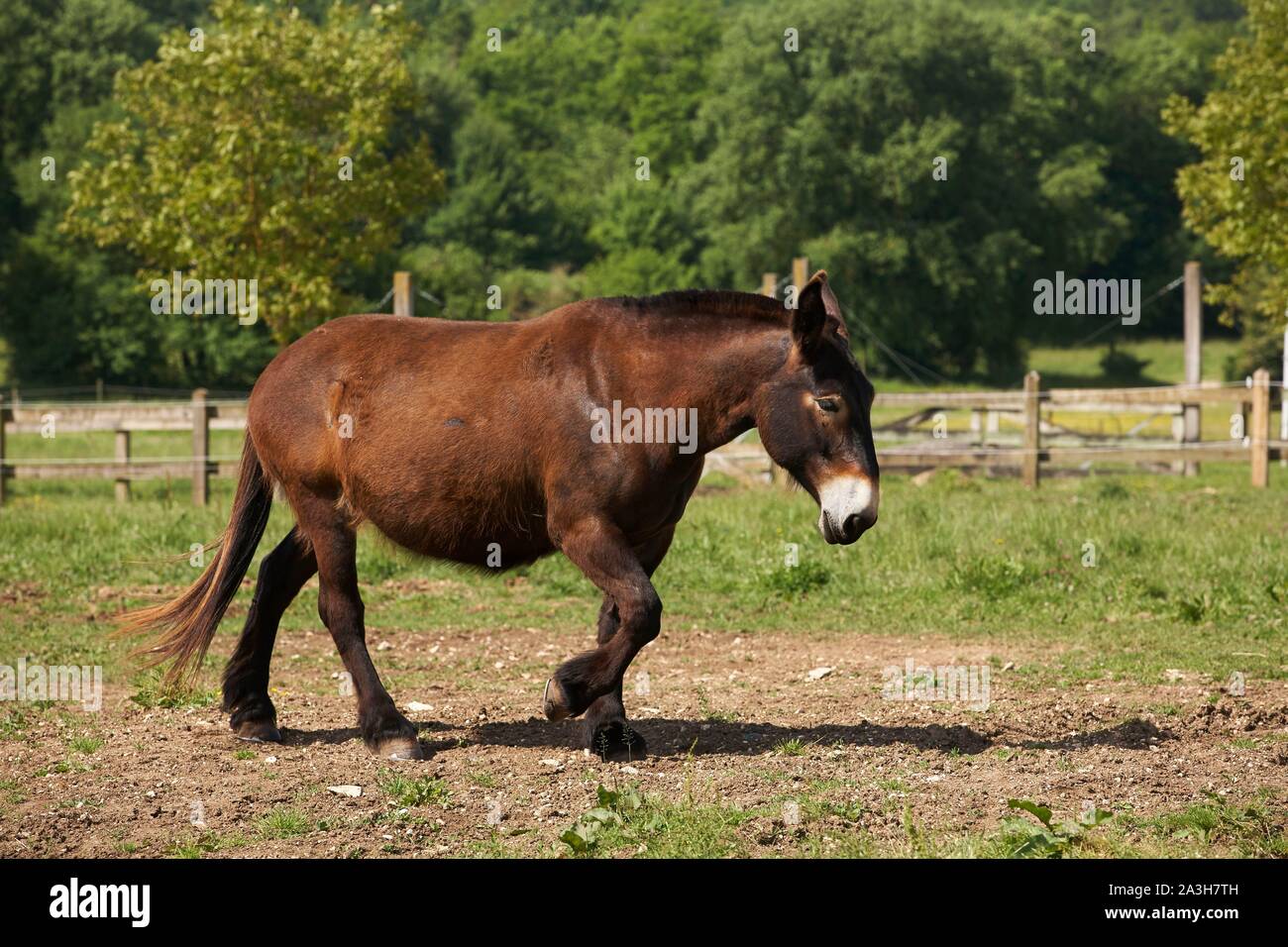 France, Charente Maritime, Dampierre sur Boutonne, Asinerie du Baudet du Poitou, Poitevin mule