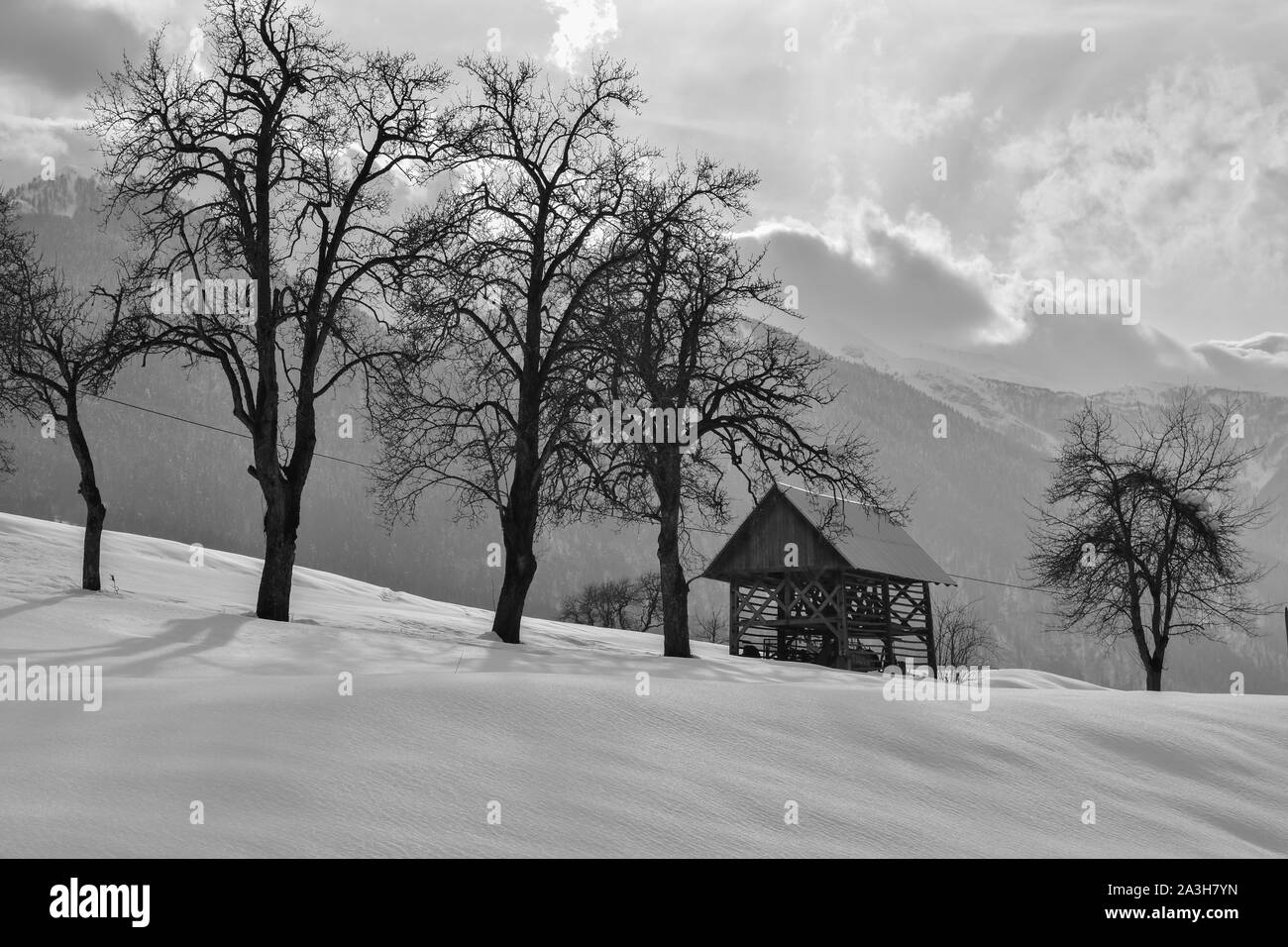 Winter, snowy scene in Slovenia in black and white. With old Slovenian hayrack and with old and high pear trees. Stock Photo