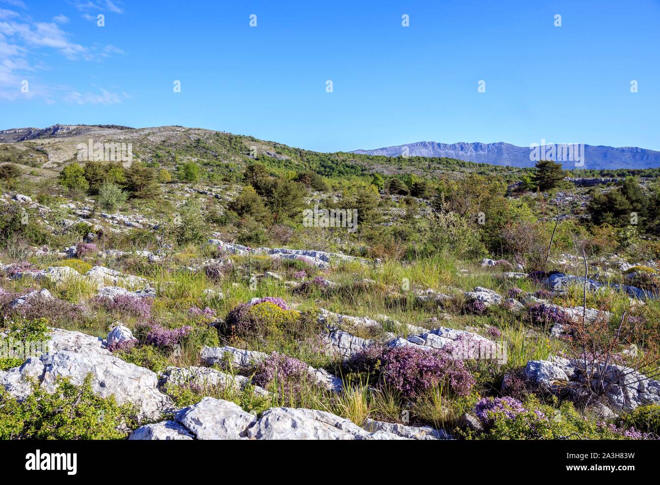 France, Alpes Maritimes, Regional Natural Park of the Prealpes d'Azur, Gourdon, Cavillore plateau, common thyme (Thymus vulgaris) flowering Stock Photo