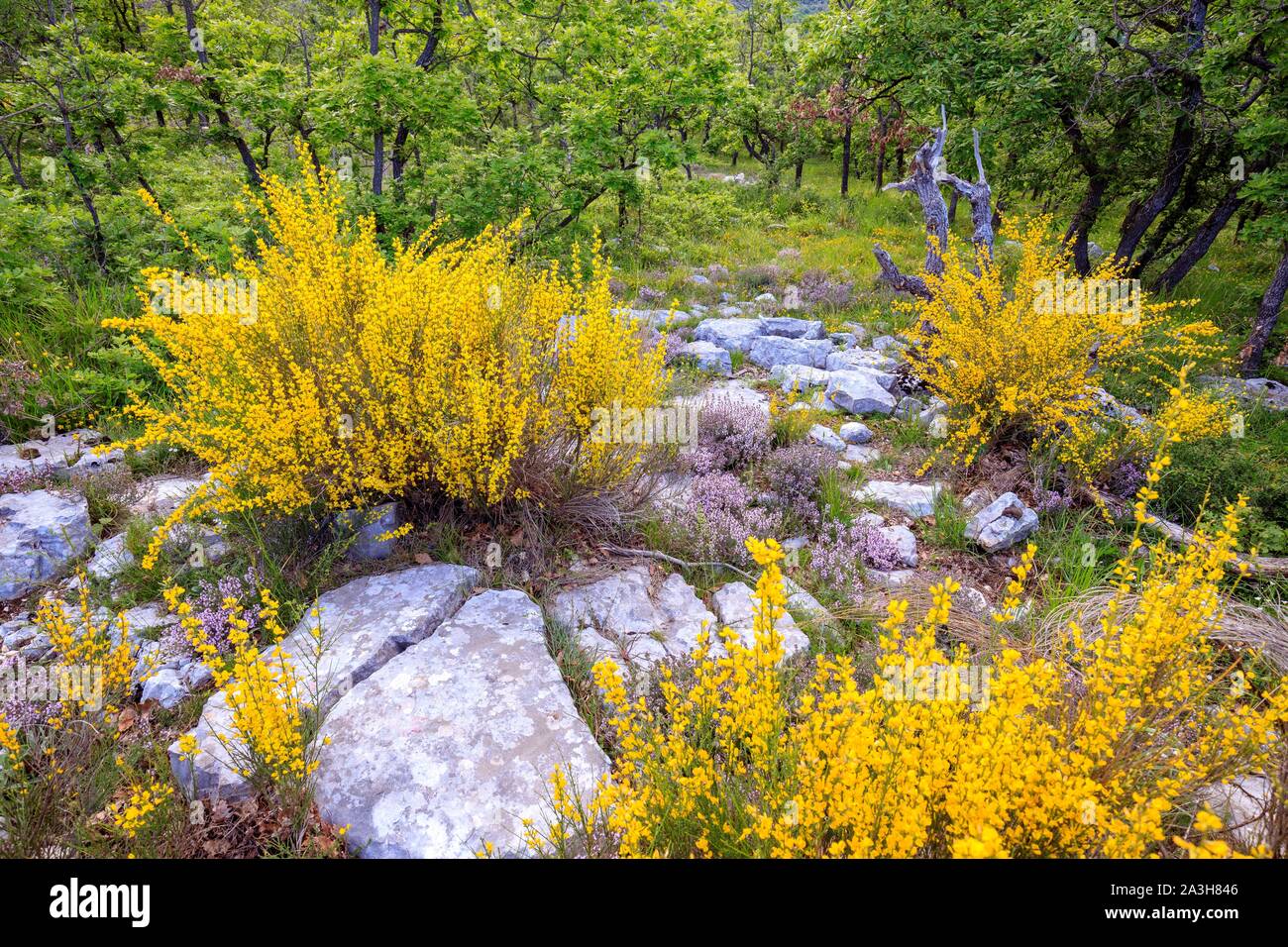 France, Alpes Maritimes, Regional Natural Park of the Prealpes d'Azur, Gourdon, flowering of the broom (Genista cinerea) and wild thyme (Thymus vulgaris) Stock Photo