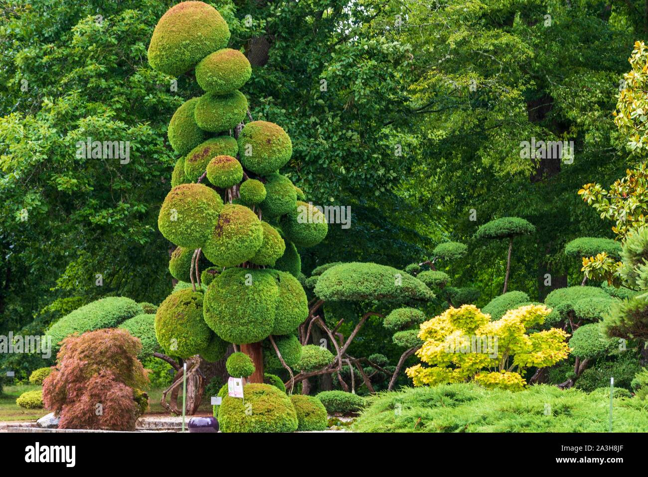 France, Loiret, Orleans, Jardin des plantes (Botanical Gardens), Japanese cryptomeria (Cryptomeria japonica), Japanese Cedar Stock Photo