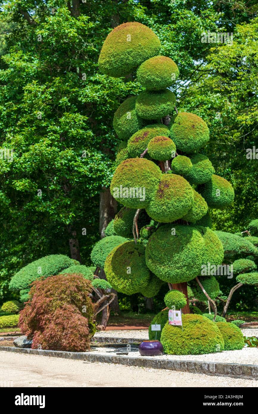 France, Loiret, Orleans, Jardin des plantes (Botanical Gardens), Japanese cryptomeria (Cryptomeria japonica), Japanese Cedar Stock Photo