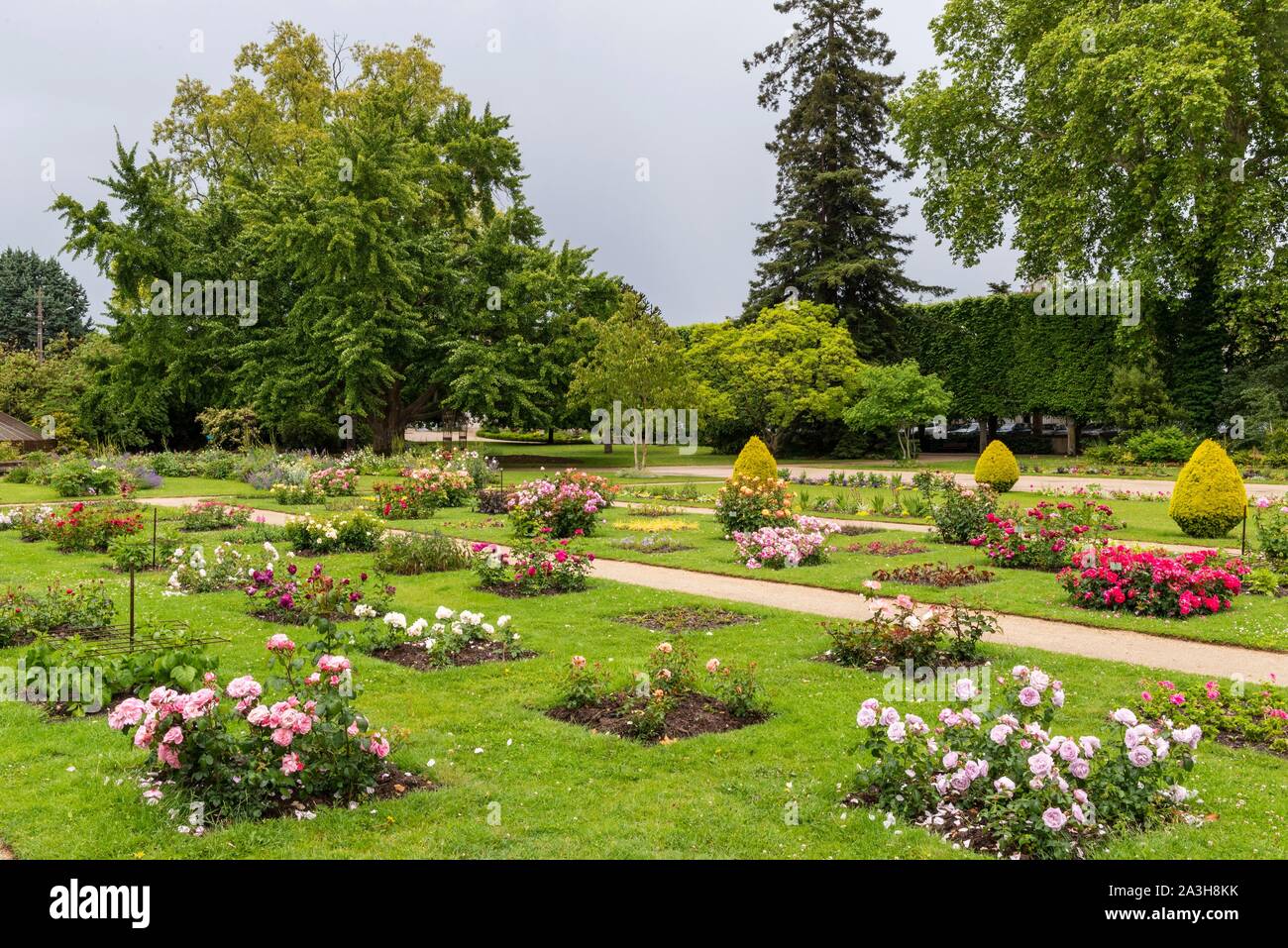 France, Loiret, Orleans, Parc floral de la Source, rose garden Stock Photo