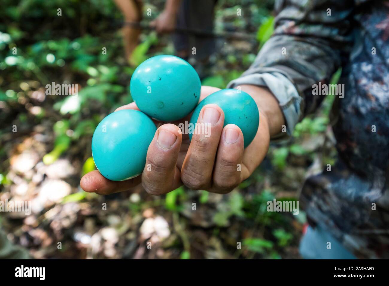 Ecuador, Tena, immersion life experience with the Waoranis of the Rio Nushino, blue eggs of the Great Tinamu, or Tinamus major Stock Photo