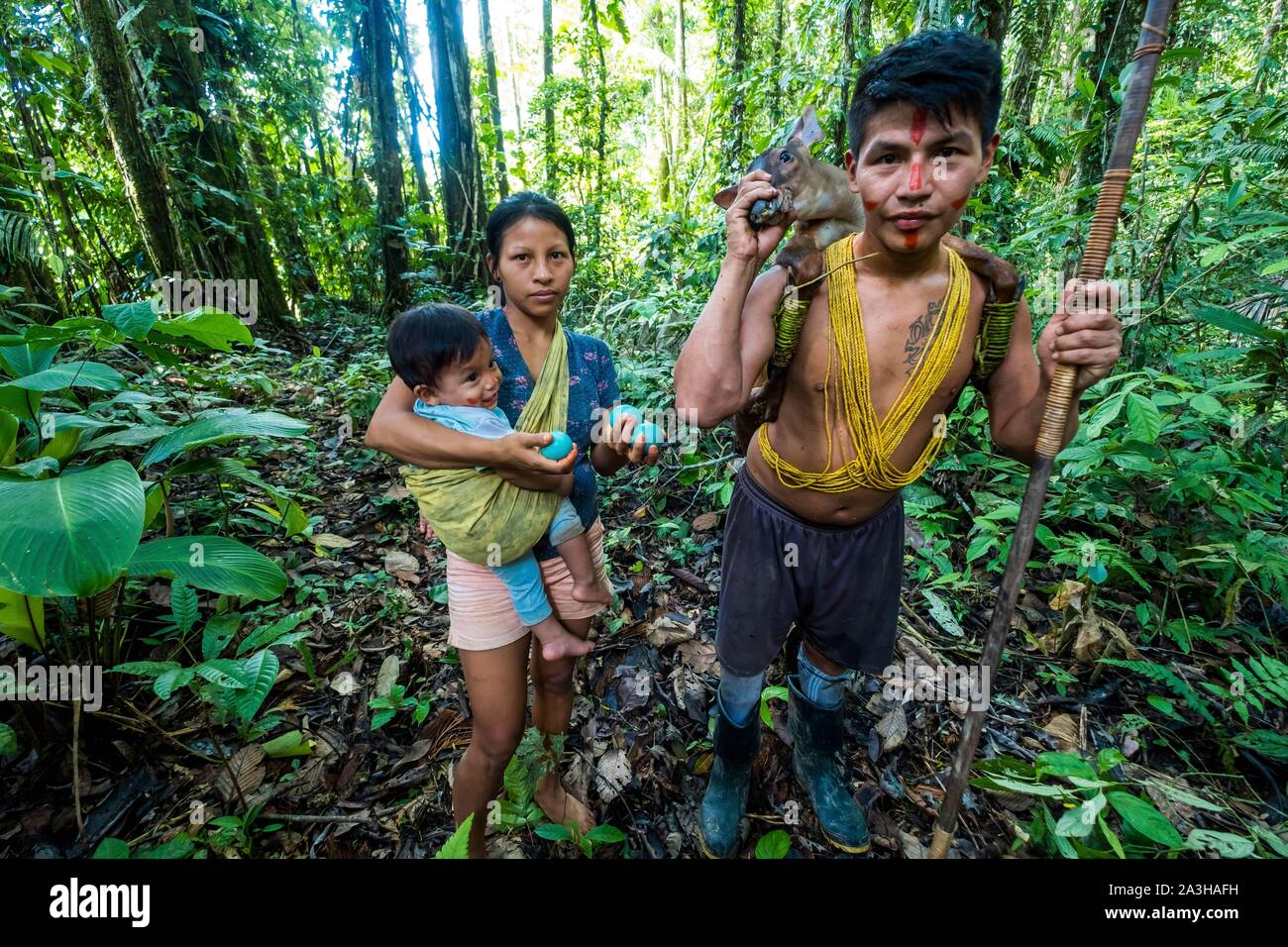 Ecuador, Tena, immersion life experience with the Waoranis of the Rio Nushino, hunter carrying a red doe, Amazonian deer or Mazama americana and woman with blue eggs of the Great Tinamu, or Tinamus major Stock Photo