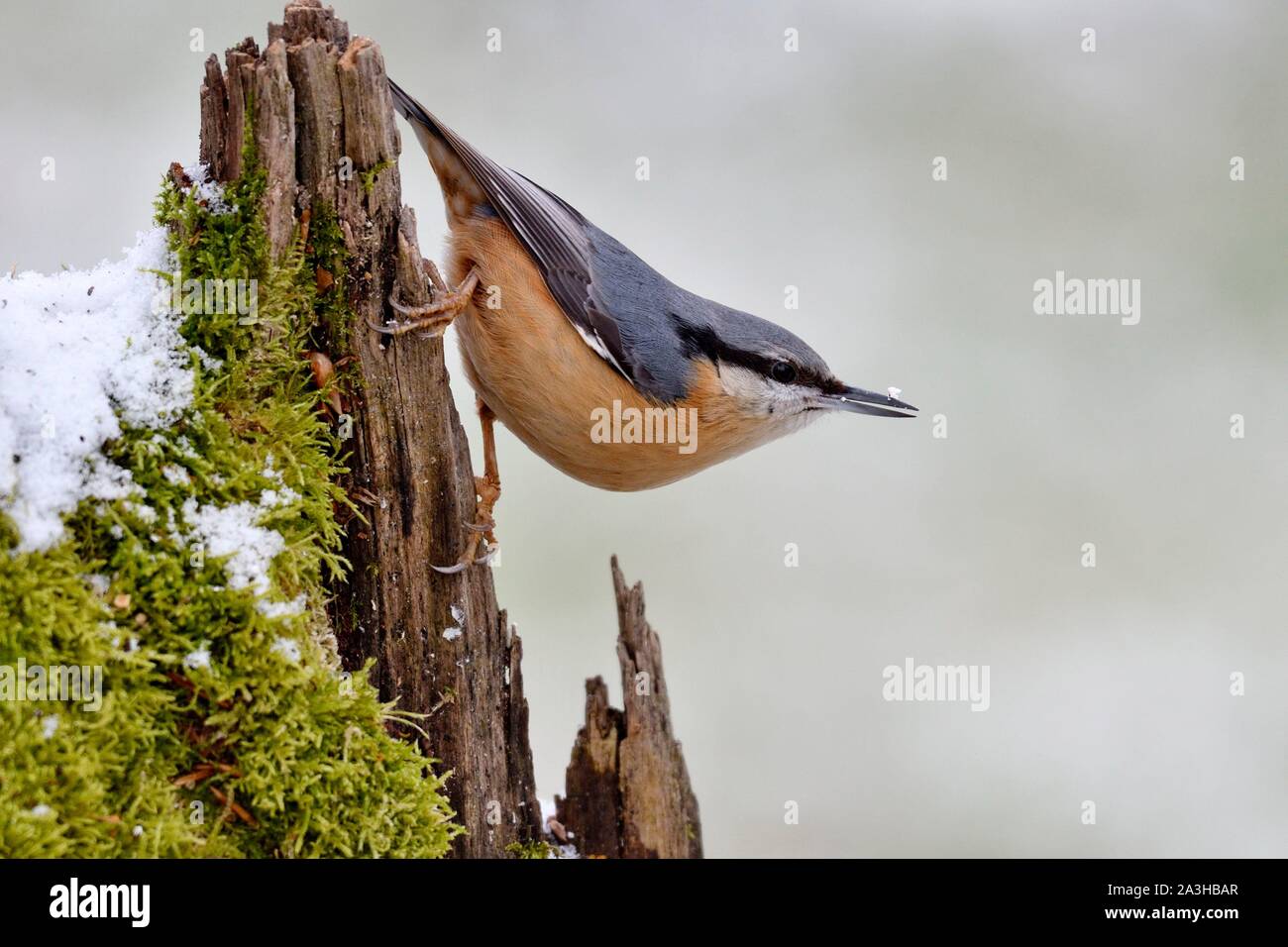 France, Doubs, bird, Sitelle torchepot (Sitta europaea) perched on a root in winter Stock Photo