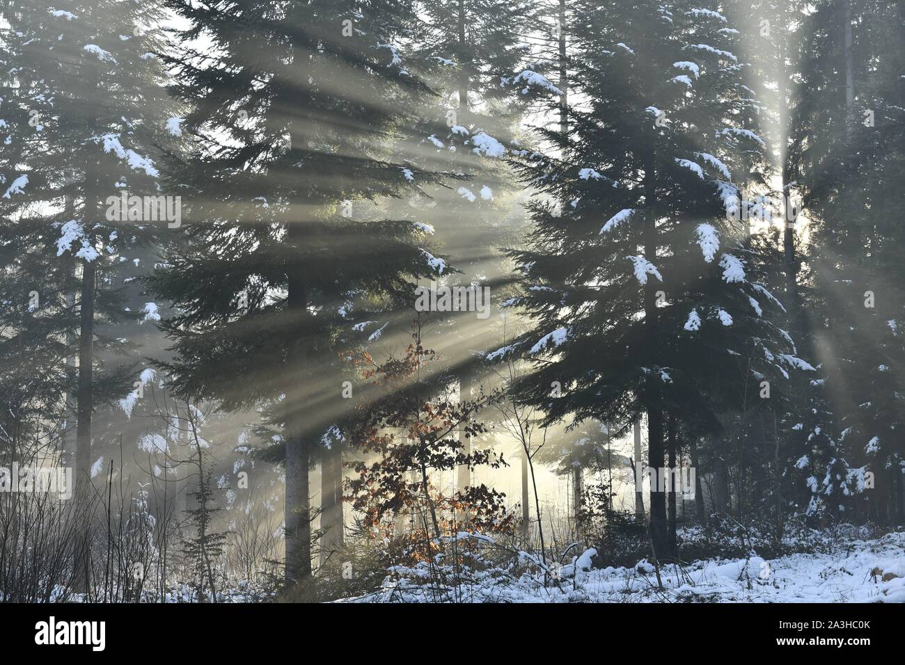 Sunbeams in fir forest hi-res stock photography and images - Alamy