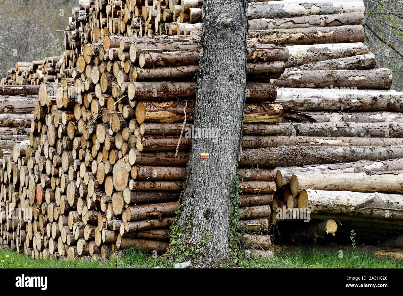 Wood cutting france hi-res stock photography and images - Alamy